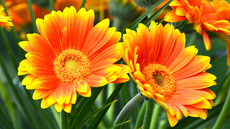 Gerbera_1.jpg